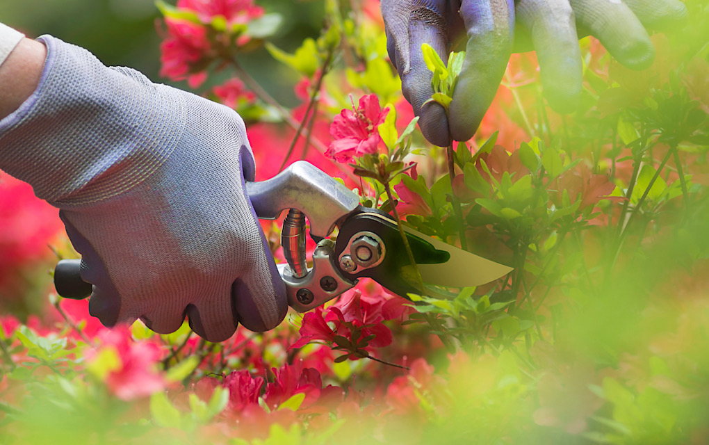 Seasonal Landscaping Tips for Fall