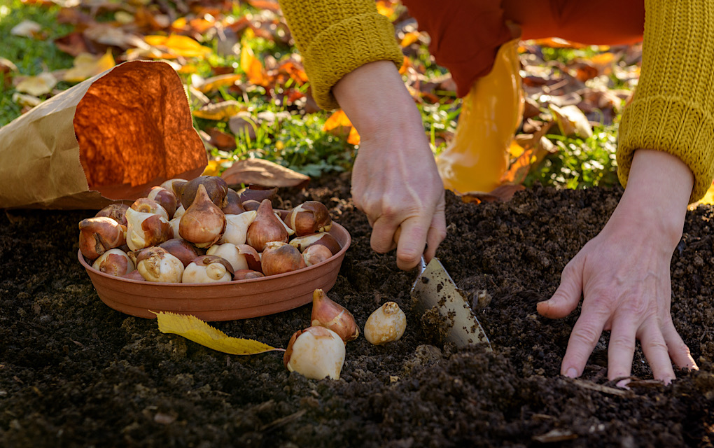 Fall landscaping tips, seasonal yard care, autumn garden prep