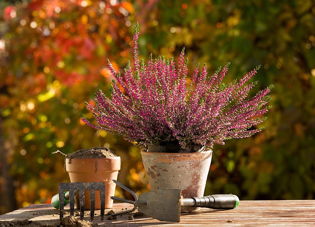 Fall Landscaping Tips for a Beautiful Yard in Castle Rock, CO 1 Fall flowers and gardening equipment on table