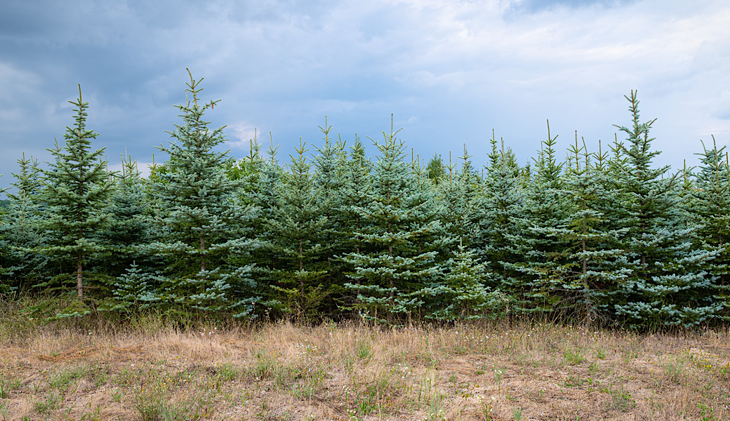 Benefits of Using Native Plants in Winter for Castle Rock, CO