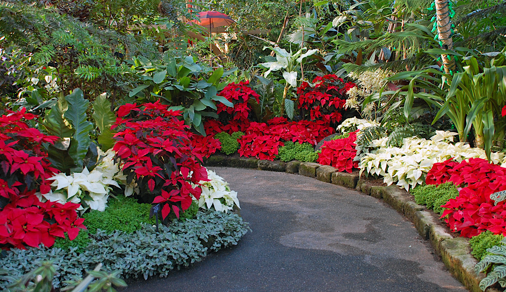 Botanical garden filled with greenery and poinsettias during the Christmas season