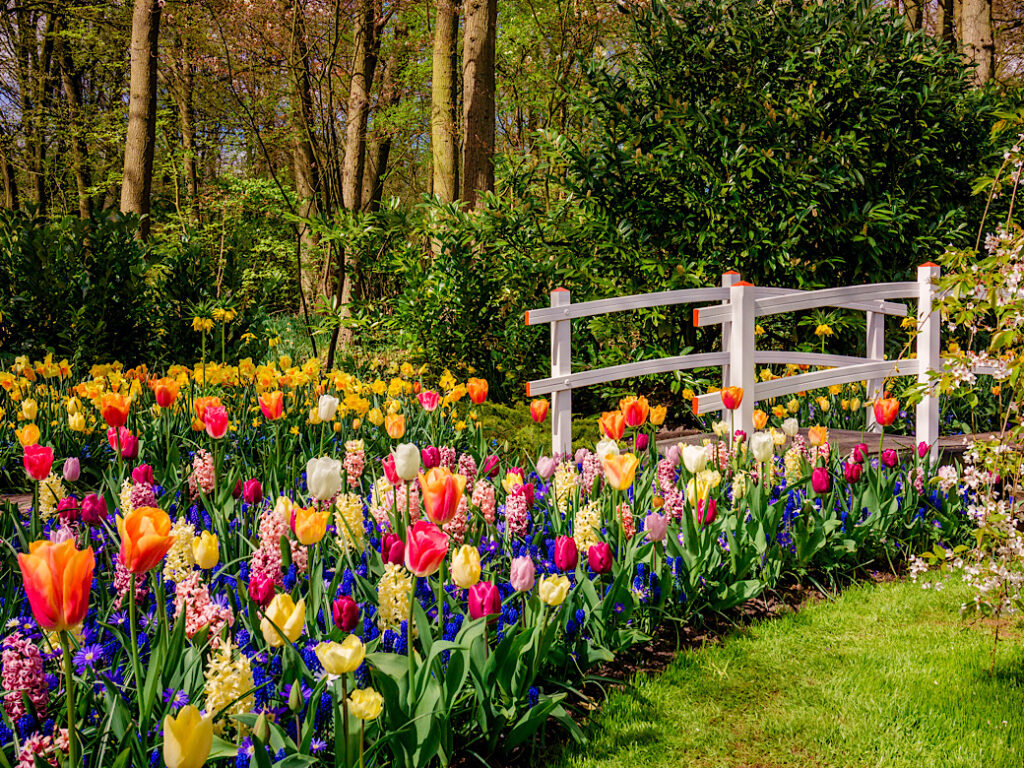 Beautiful garden. Park in The Spring. Spring landscape