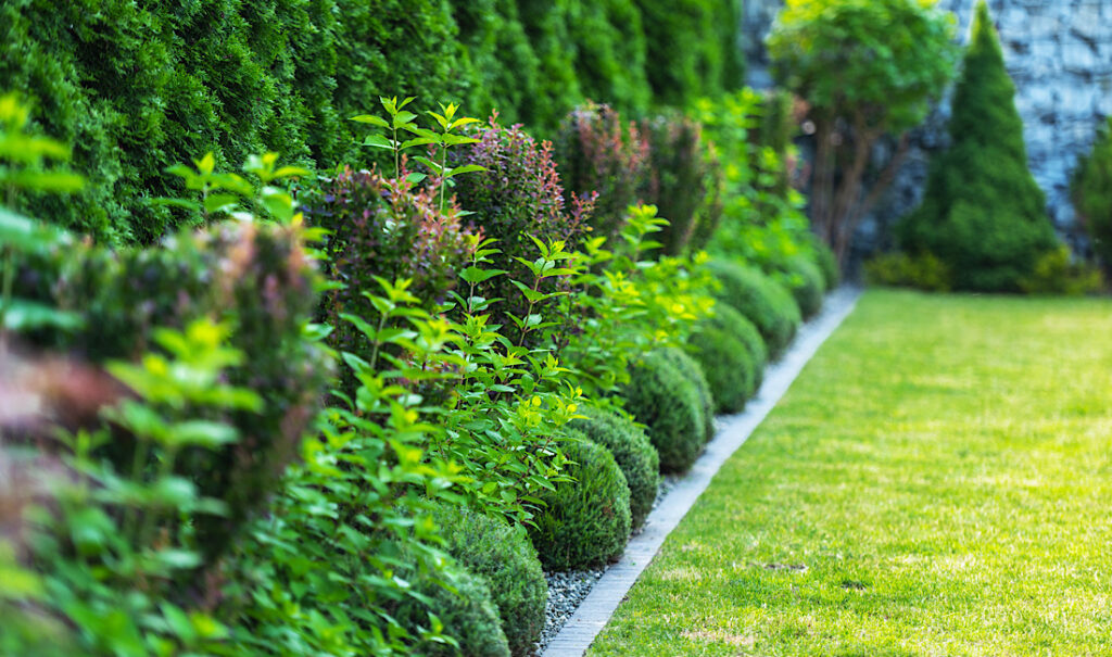 A vibrant garden pathway lined with spherical shrubs and healthy greenery under clear blue skies.